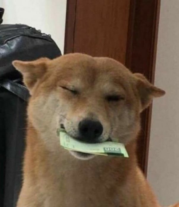 Perro contento con un billete en el hocico 