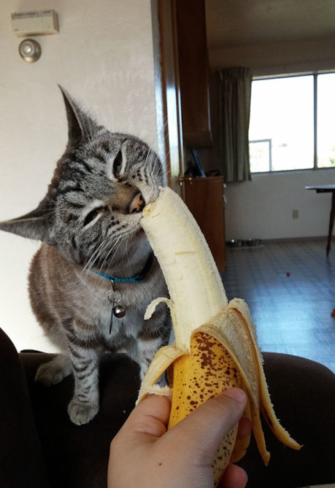 Gato comiendo un poco de platano