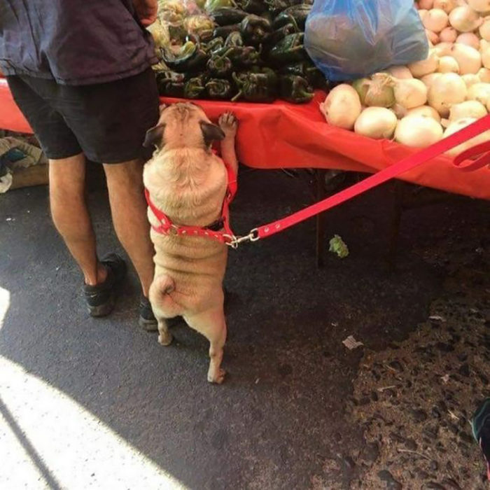 pequeño pug acompaña a dueña al mercado