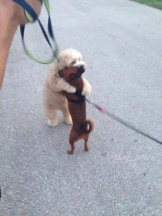 dos perros dándose un tierno abrazo