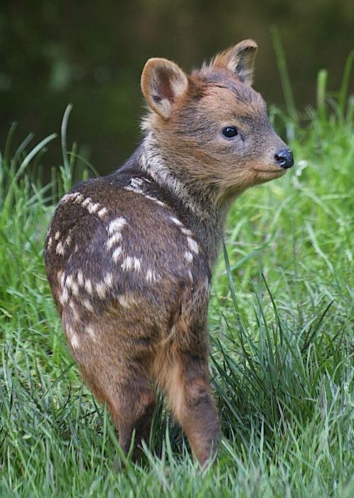 Venado Pudu