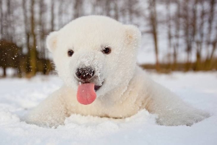 oso polar