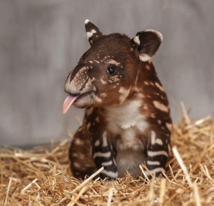 Tapir