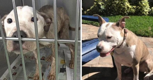 Cover Adorables imágenes que muestran la transformación de cachorros a perros adultos