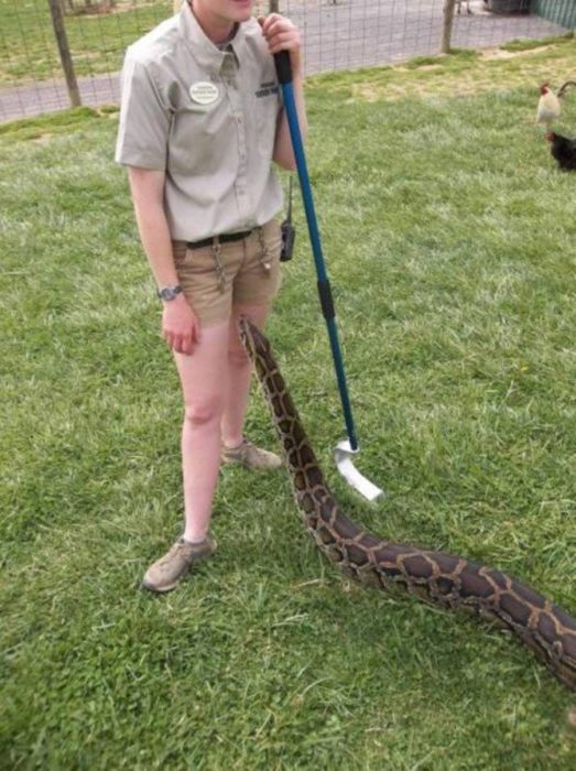 serpiente a punto de morder a cuidadora del zoologico