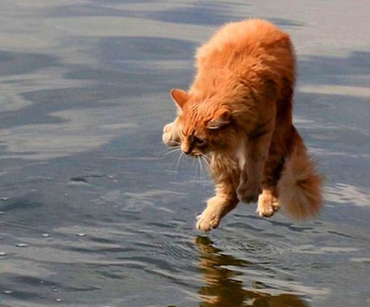 gato a punto de caer al agua