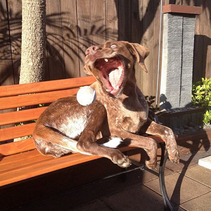 Foto de un perro a unos segundos de atrapar su pelota