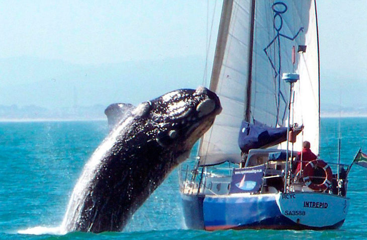 ballena fuera del agua a unos segundos de caer sobre barco