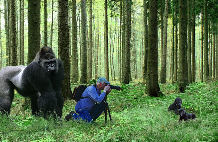 fotógrafo retratando a gorilas cachorros 