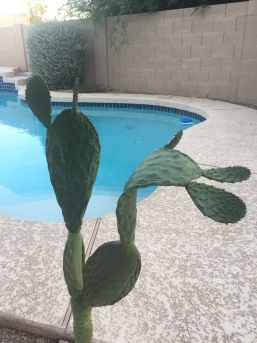 cactus doblado
