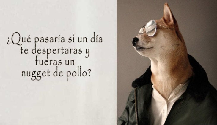 acción poética shiba...