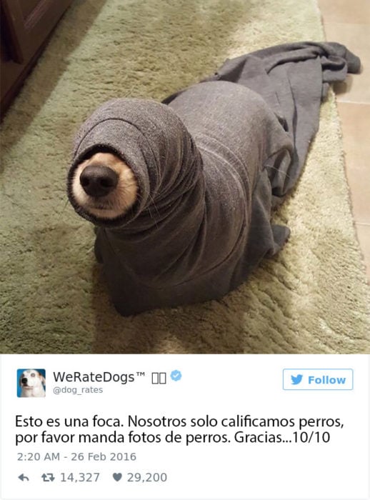 soy una foca