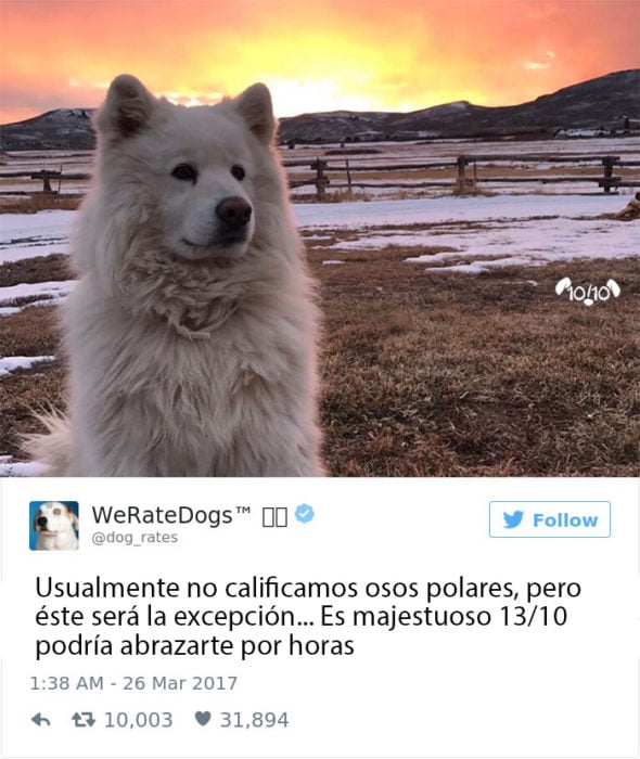 Es un gran oso polar