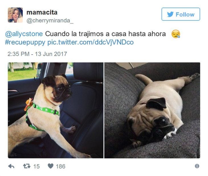 el consentido de la casa