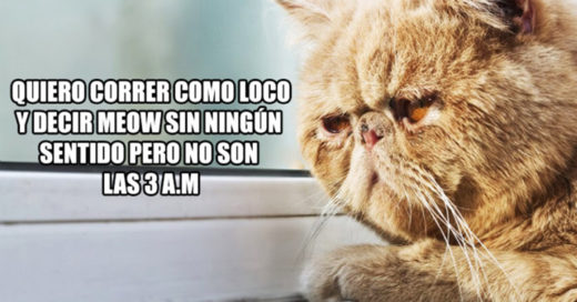 Cover MEMES PROBLEMAS DE GATOS