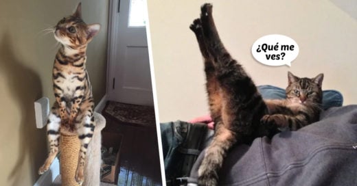 Cover Fotos de gatos en poses sumamente extrañas