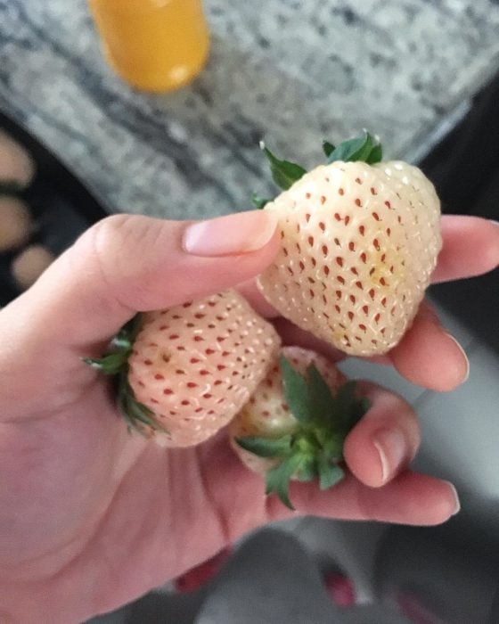 fresas blancas jaón