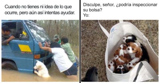 Cover Divertidos memes de perros que te harán sonreír