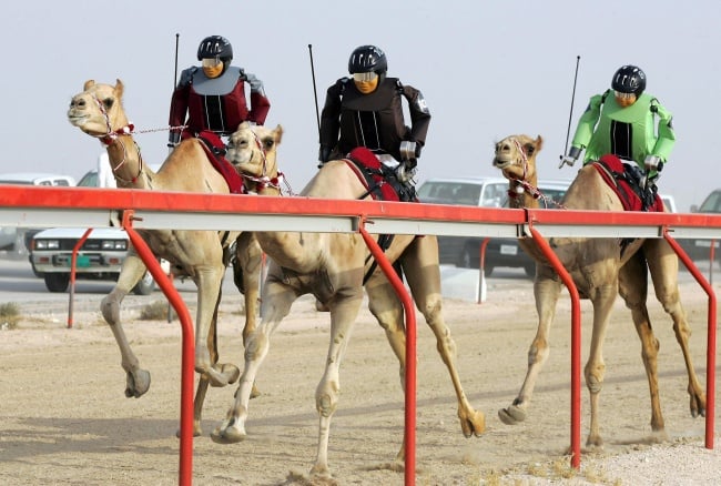 carreras de camellos