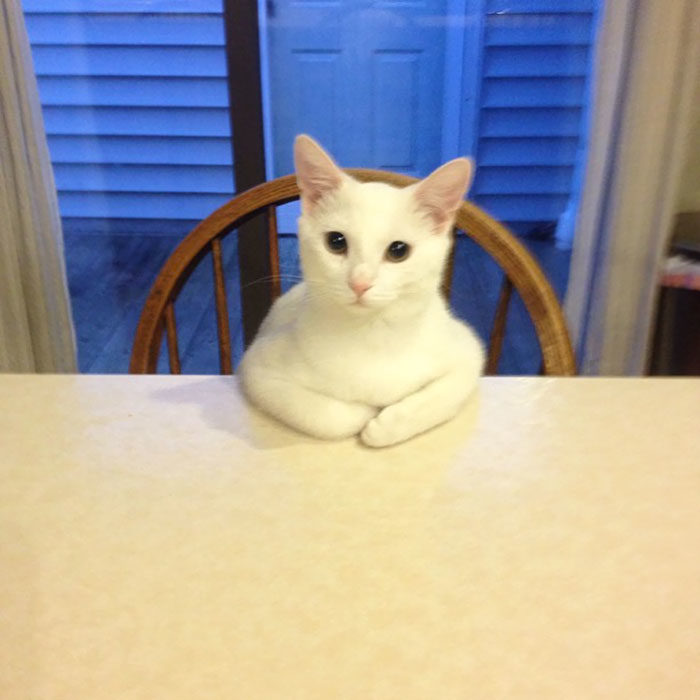 alguien está esperando su comida