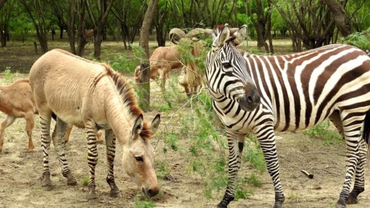 zebrasno híbrido entre cebra y asno