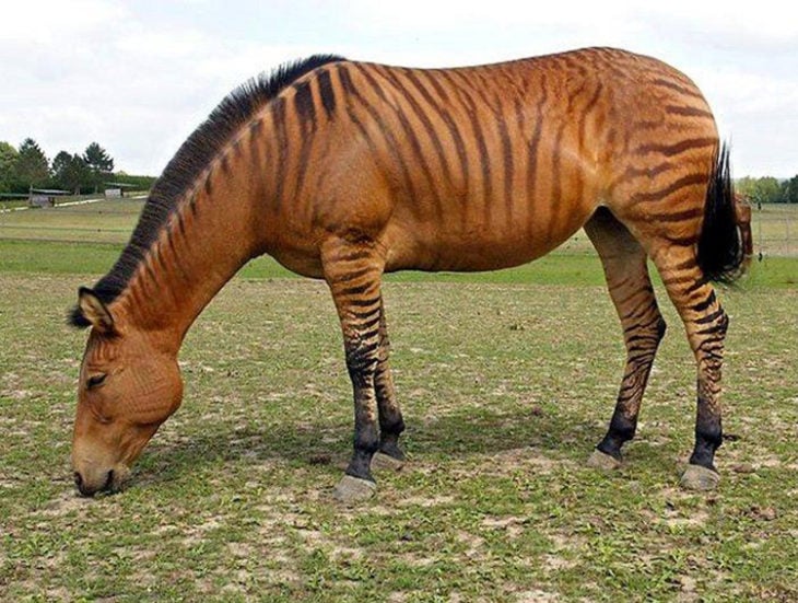 ceboride que es híbrido de cebra y burro