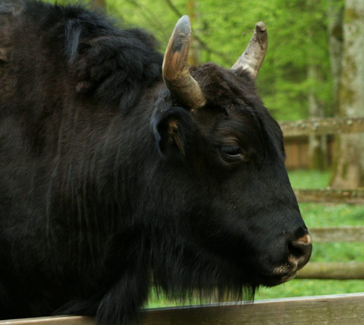 zubrón mezcla de vaca con bisonte europeo