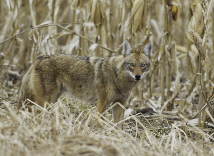 la cruza de un perro y un coyote nombrada coydog