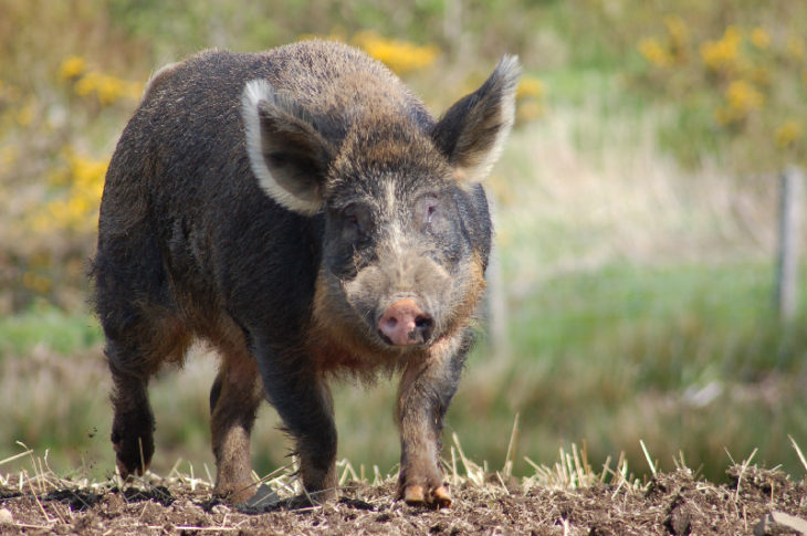 cerdo hierro que es la mezcla de jabalí y cerdo doméstico