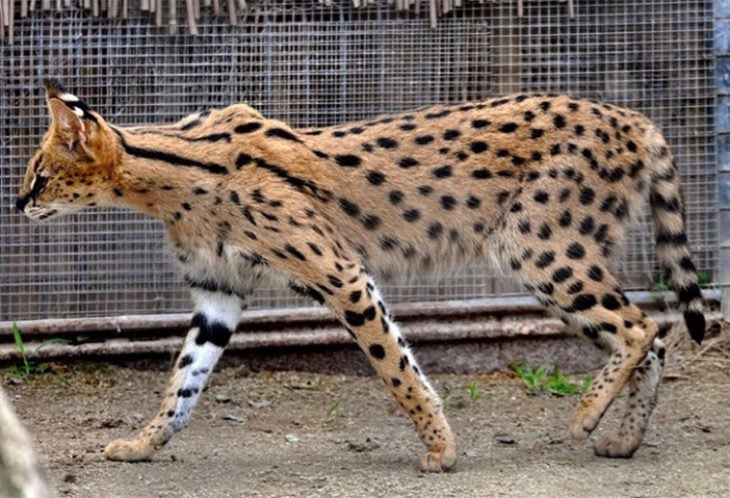 mezcla de gato más lince