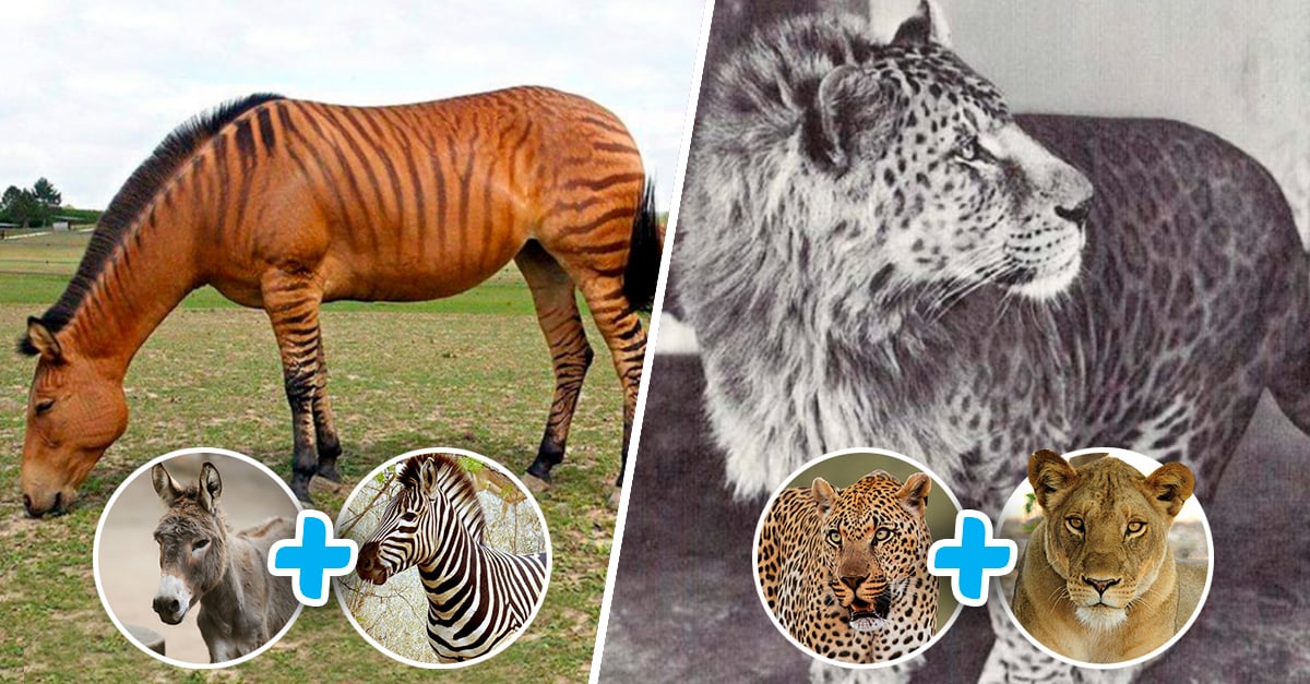 Mezclas animales reales que no creerás que son posibles