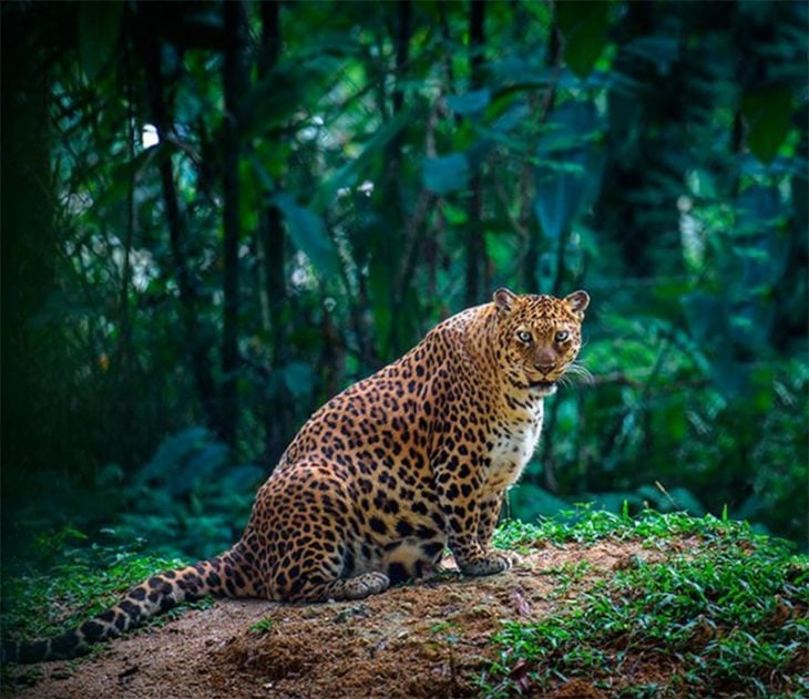 Leopardo hembra con gran vientre a punto de dar a luz