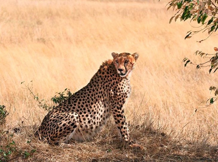 El felino más ágil, guepardo hembra preñada