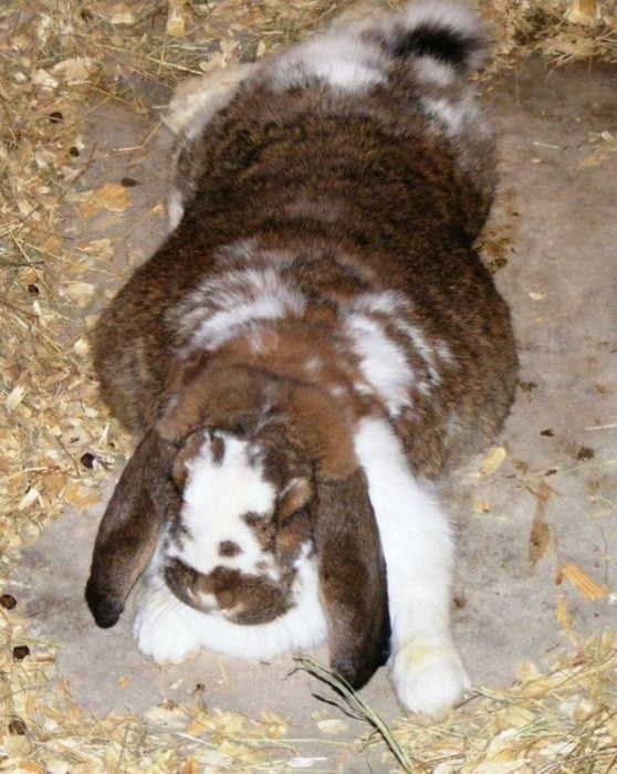 Conejo un animal prolifero embarazada