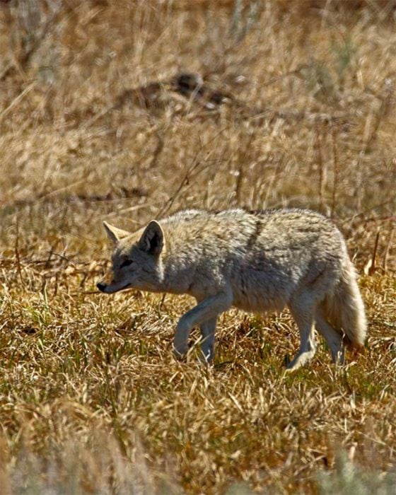 hembra de coyote con vientre abultado por sus crías