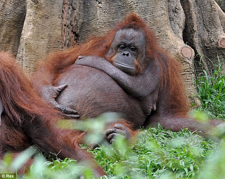 orangutam hembra a poco tiempo de dar a luz