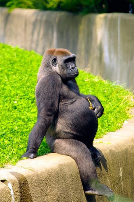 Gorila hembra en el zoologico con vientre de embarazada