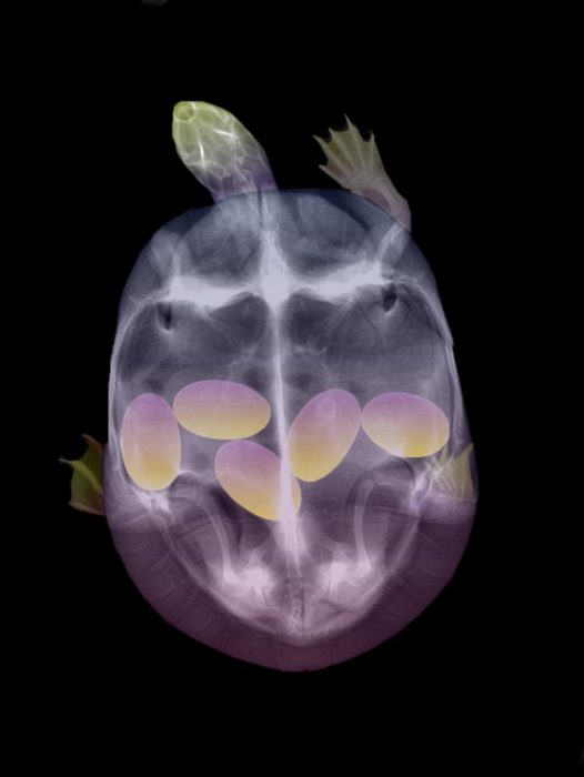 radiografía de tortuga mostrando los huevos en su interior