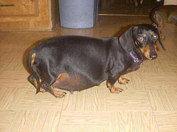Perro salchicha con vientre más grande que sus patas