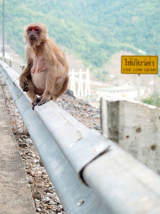 macaco hembra a poco tiempo de dar a luz