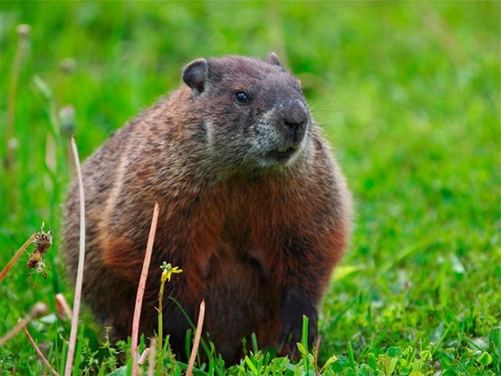 marmota roedor de campo embarazado