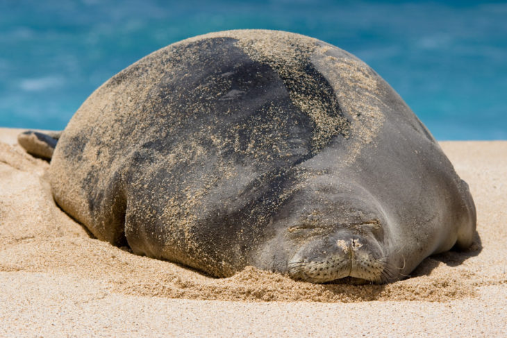 gran foca monje embarazada tirada en la playa