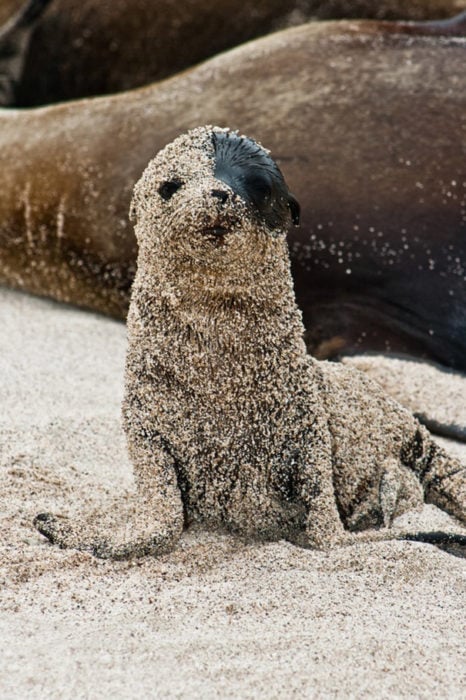 Pequeña foca llena de arena