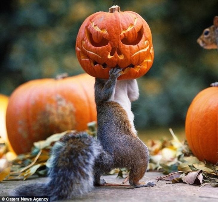 ardilla con cabeza dentro de calabaza