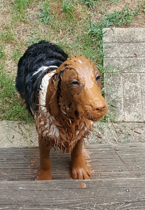 perro lleno de lodo de las patas y hocico