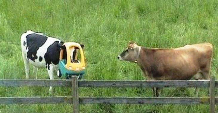 vaca atorada en un carro de juguete