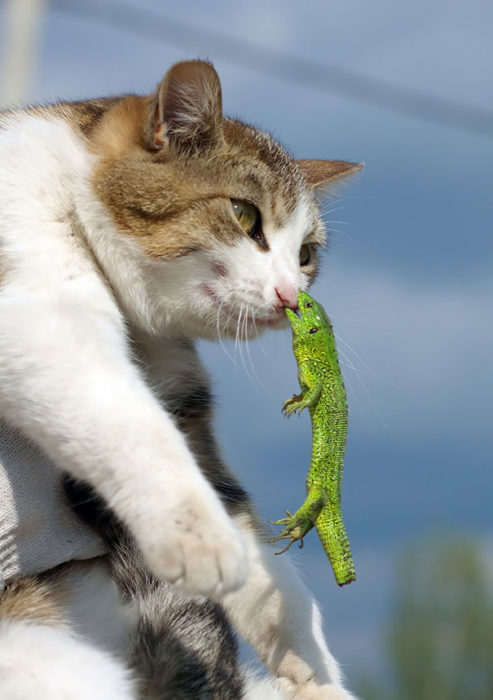 gato atacado por pequeña lagartija