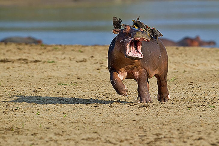 cachorro de hipopótamo atacado por aves