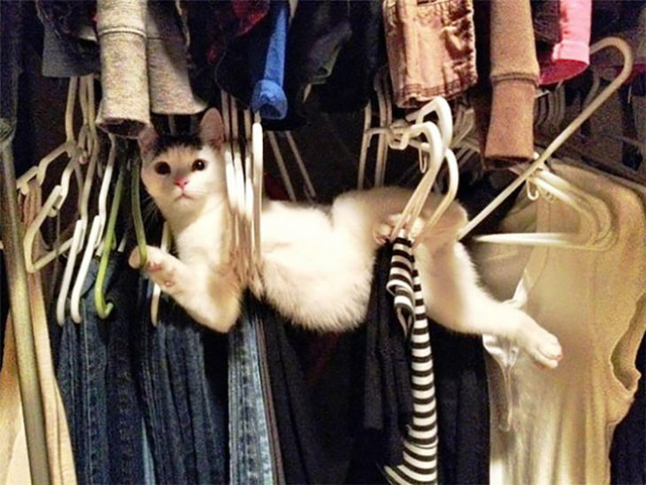 gato atorado en la ropa de un armario