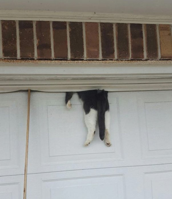 gato atorado en la puerta del garage